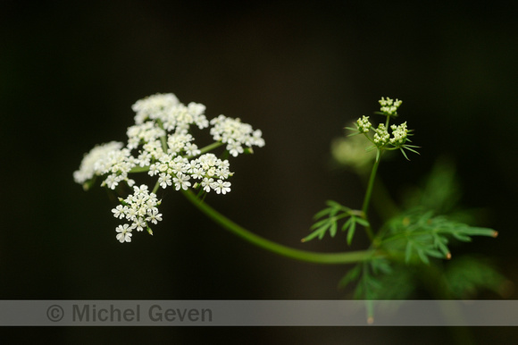 Hondspeterselie; Aethusa cynapium subsp. synapioides; Fool's Par