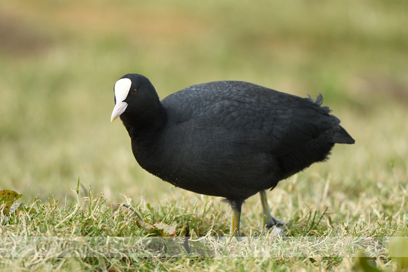 Meerkoet; Coot; Fulica atra