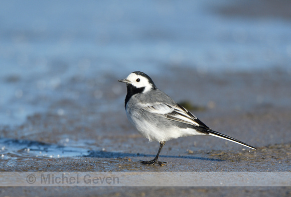 Witte kwikstaart; White wagtail; Motacilla alba