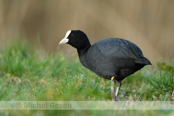 Meerkoet, Coot; Fulica atra