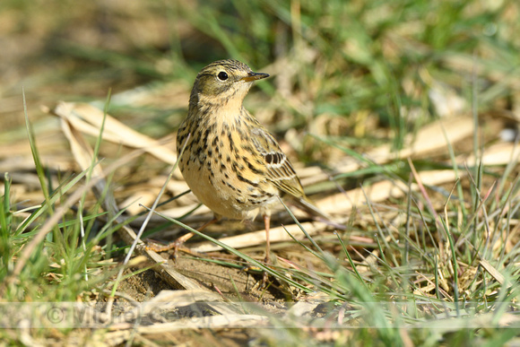 Graspieper; Meadow Pipit; Anthus pratensis