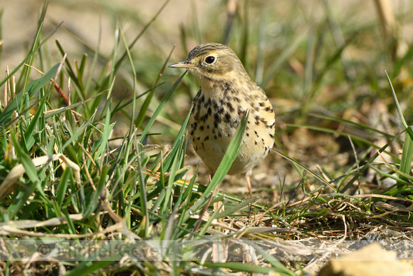 Graspieper; Meadow Pipit; Anthus pratensis