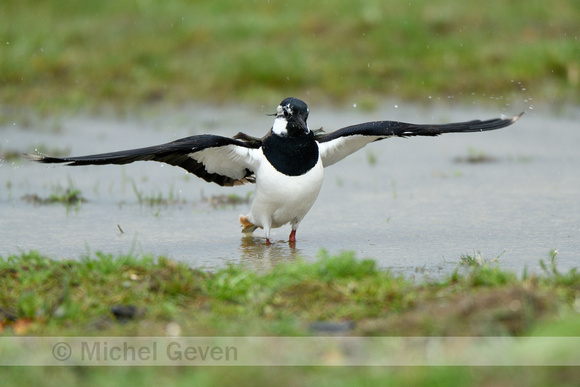 Kievit; Lapwing; Vanellus vanellus