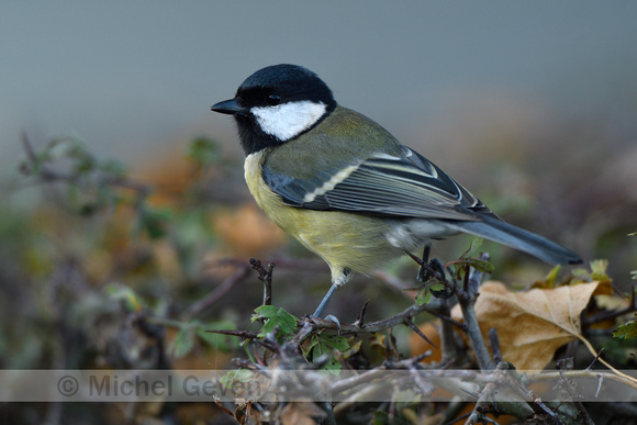 Koolmees; Great Tit; Parus major