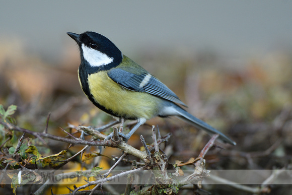 Koolmees; Great Tit; Parus major