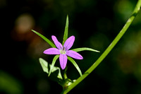 Legousia falcata