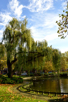 Gele treurwilg - Wheeping Golden Willow - Salix vitellina var. Pen