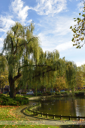 Gele treurwilg; Wheeping Golden Willow; Salix vitellina var. Pen