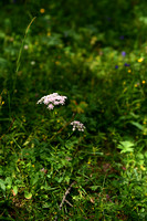 Grote bevernel; Greater burnet-saxifrage; Pimpinella major