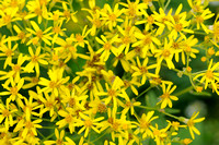 Rivierkruiskruid - Broad-leaved Ragwort - Senecio sarracenicus