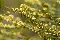 Bezemdophei; Green Heather; Erica soparia