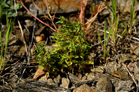 Mercurialis huetii