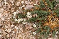 Spergula macrorrhiza