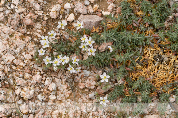 Spergula macrorrhiza