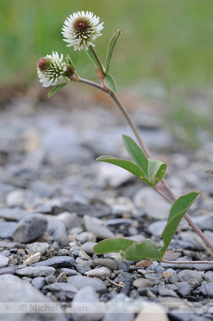 Bergklaver; Trifolium montanum;Mountain Clover;