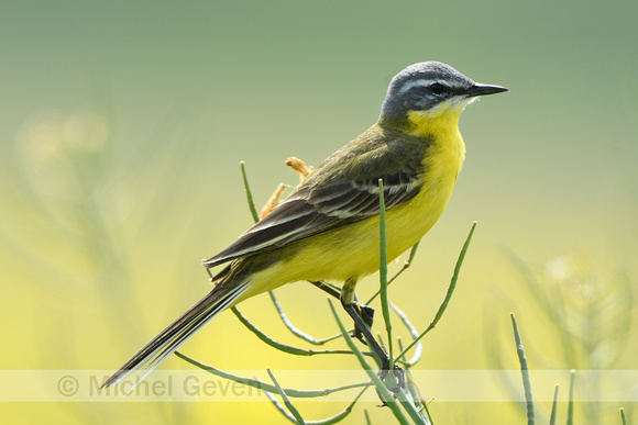 Gele kwikstaart; Western Yellow Wagtail; Motacilla flava