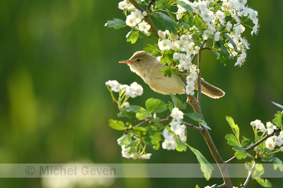 Bosrietzanger; Marsh Warbler; Acrocephalus palustris