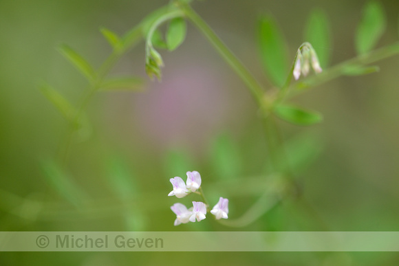 Slanke Wikke; Slender Tare; Vicia tetrasperma subsp. gracilis