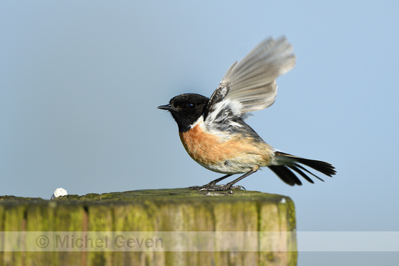 Roodborsttapuit; Stonechat; Saxicola rubicola