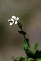 Alpine Rock-cress; Arabis alpina