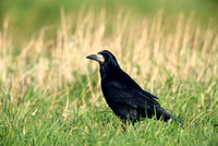 Roek - Rook - Corvus frugilegus