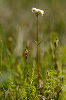 Kleine Valeriaan; Marsh Valerian; Valeriana dioica