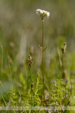 Kleine Valeriaan; Marsh Valerian; Valeriana dioica