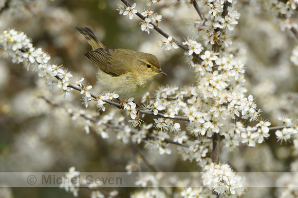 Tjiftjaf; Common Chiffchaff; Phylloscopus collybita