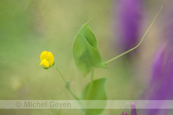 Naakte Lathyrus; Yellow Vetchling; Latyrus aphaca