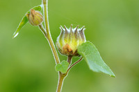 Fluweelblad - Velvetleaf -  Abutilon theophrasti