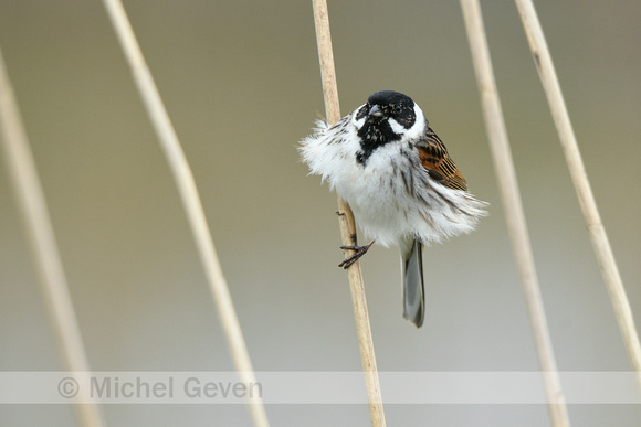 Rietgorst; Reed Bunting; Emberiza schoeniclus