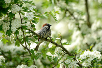 Huismus; House sparrow; Passer domesticus