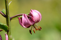 Turkse Lelie; Martagon Lily; Lilium martagon