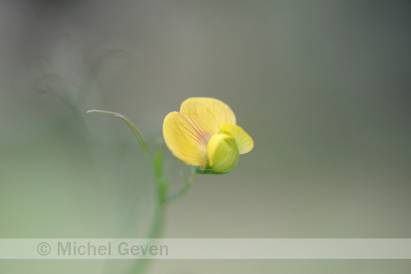 Fodder Pea; Lathyrus annuus