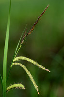 Scherpe zegge; Slender Tufted-sedge; Carex acuta