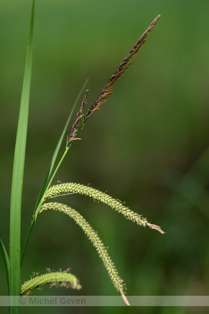 Scherpe zegge; Slender Tufted-sedge; Carex acuta