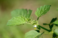 Kleverige Nachtschade; Leafy-fruited Nightshade; Solanum sarachoides