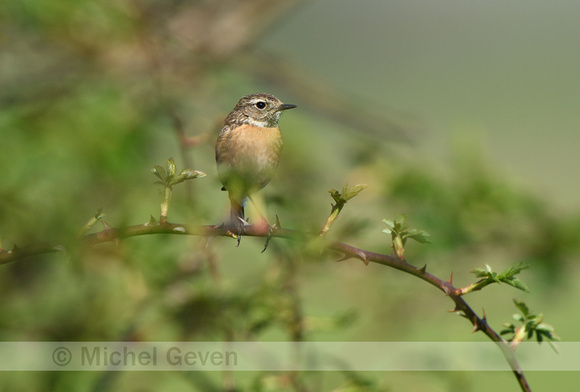 Roodborsttapuit; Stonechat; Saxicola rubicola