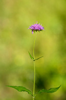 Bergknautia; Wood Scabious; Knautia dipsacifolia