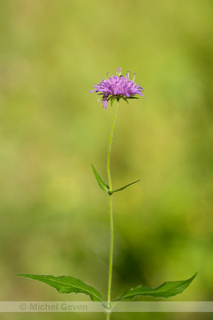 Bergknautia; Wood Scabious; Knautia dipsacifolia