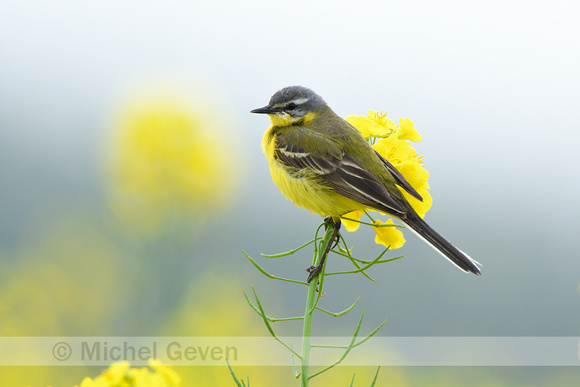 Gele kwikstaart; Western Yellow Wagtail; Motacilla flava