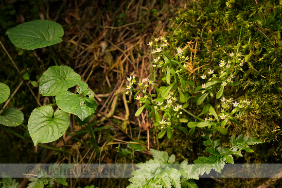 Omgebogen vetkruid; Pink Sunray; Sedum cepaea