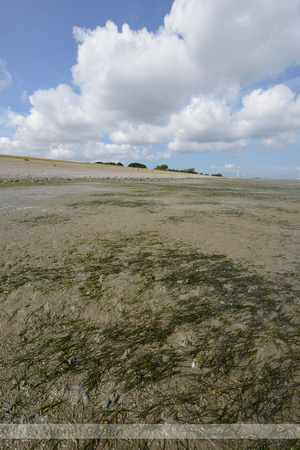 Klein zeegras; Dwarf Eelgrass; Zostera noltii