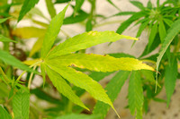 Hennep; Cannabis sativa; Cannabis;