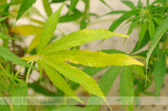 Hennep; Cannabis sativa; Cannabis;