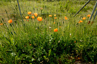 Donzige klaproos; Atlas poppy; Papaver atlanticum