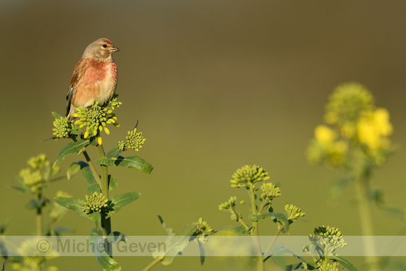 Kneu; Common linnet; Linaria cannabina