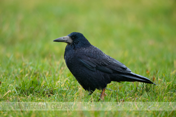 Roek; Rook; Corvus frugilegus;