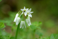 Driekantige look - Three-cornered Leek - Allium triquetrum