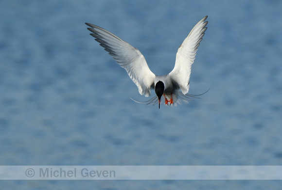 Visdief; Common Tern; Sterna hirundo